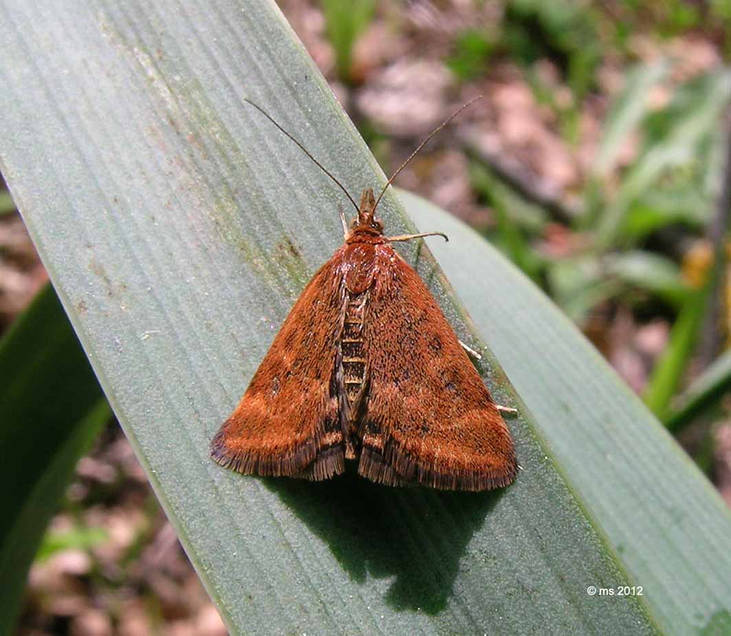 ID Pyrausta